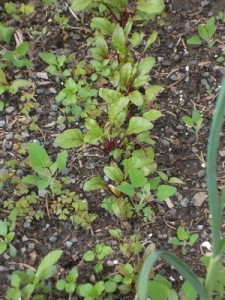 Red Beets