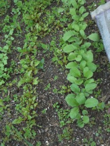 Red Beets and Radishes