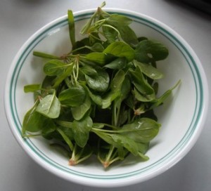 Spinach Seedlings